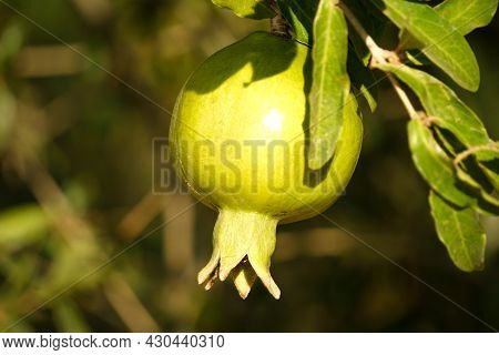 Uncultivated Pomegrenate On The Tree Close Up View