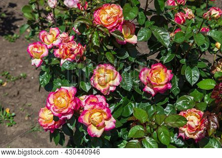 Close-up Of Garden Rose Pullman Orient Express