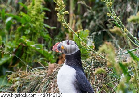 Puffin In The Beautiful Countryside Nature Of Hafnarholmi In Borgarfjordur Eystri In East Iceland
