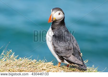 Puffin In The Beautiful Countryside Nature Of Hafnarholmi In Borgarfjordur Eystri In East Iceland