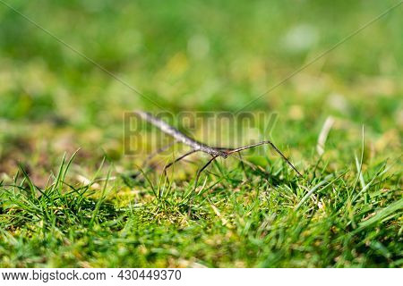 Stick Insect On Lawn Green Grass Closeup.