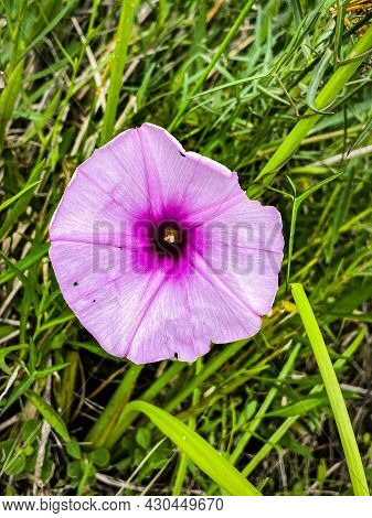Pink Saltmarsh Morning-glory Blooming In The Swamp