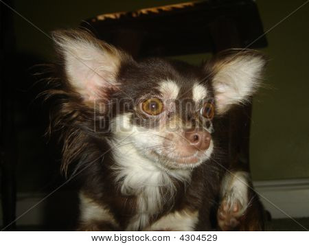 Chihuahua