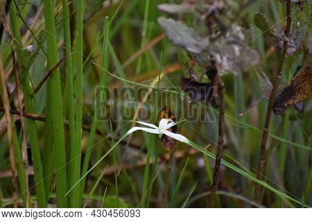 Pretty White Swamp Flower In Grass After Rain