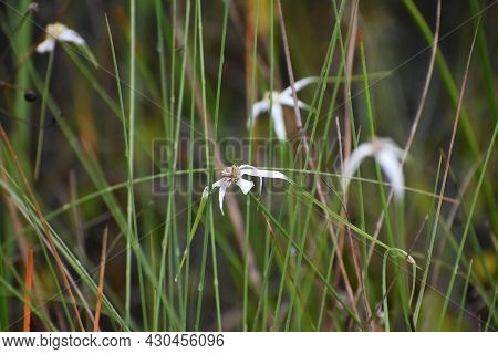 Whitetop Sedge Aka Starrush Whitetop In The Swamp