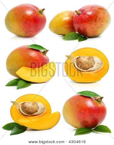 Sæt af frisk Mango frugt isoleret på hvid