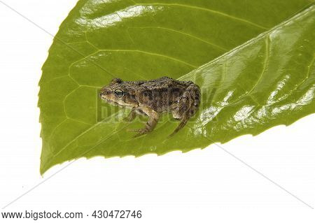 Common British Froglet Showing Large Eyes And Skin Texture Resting On Small Green  Leaf With A White