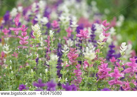 Clary Sage (salvia Horminium) Flowers