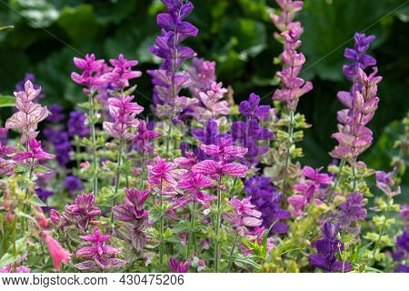 Clary Sage (salvia Horminium) Flowers