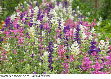 Annual Sage (salvia Horminium) Flowers