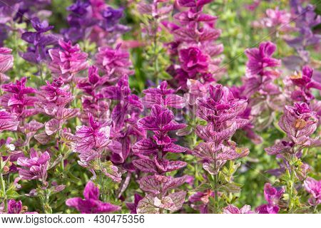 Clary Sage (salvia Horminium) Flowers