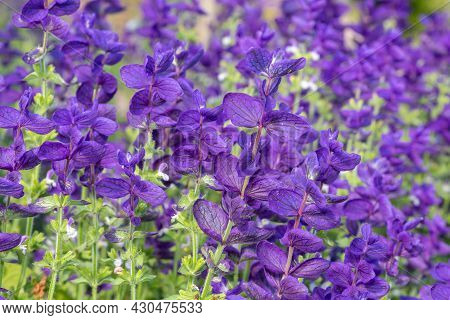Clary Sage (salvia Horminium) Flowers