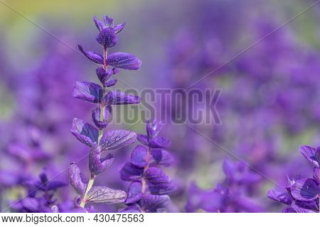 Annual Sage (salvia Horminium) Flowers