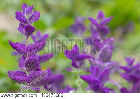 Annual Sage (salvia Horminium) Flowers