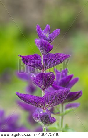 Close Up Of Purple Annual Sage (salvia Horminium) Flowers In Bloom