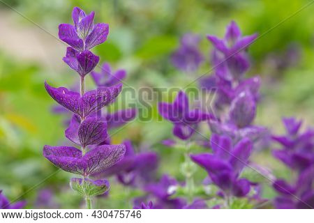 Clary Sage (salvia Horminium) Flowers