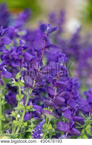 Annual Sage (salvia Horminium) Flowers