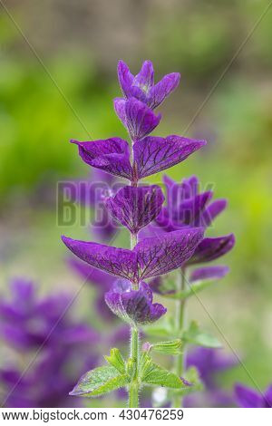 Close Up Of Purple Annual Sage (salvia Horminium) Flowers In Bloom