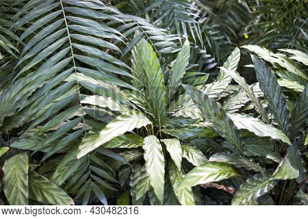 Close Up Of Long Green Sword Like Wavy Edge Leaves Of Prayer Plant (calathea Rufibarba). Green House