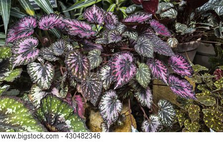 Rex Begonia Leaf With Green And Pink Leaf Pattern. Decoration Of Garden