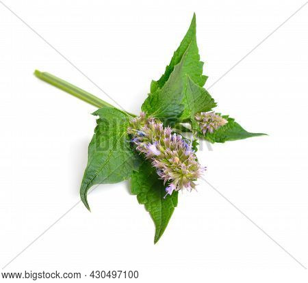 Agastache Foeniculum Agastache Anethiodora, Anise Hyssop Blue Giant Hyssop, Fragrant Giant Hyssop, L