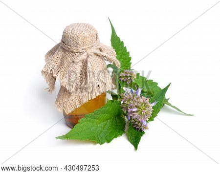 Agastache Foeniculum Agastache Anethiodora, Anise Hyssop Blue Giant Hyssop, Fragrant Giant Hyssop, L
