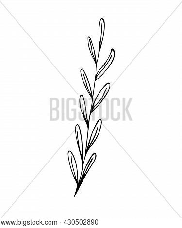 Botanical Linear Leaf Set. Abstract Minimalist Leaves Collection, Creative Herbal Art. Hand Drawn We