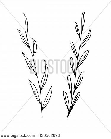 Hand Drawn Wedding Herb, Plant And Monogram With Elegant Leaves For Invitation Save The Date. Vector