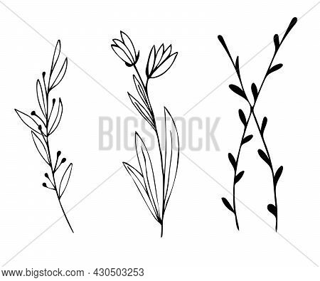 Botanical Linear Leaf Set. Abstract Minimalist Leaves Collection, Creative Herbal Art. Hand Drawn We
