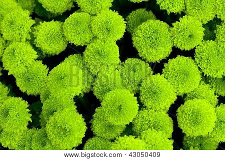 A composition of green flowers closeup