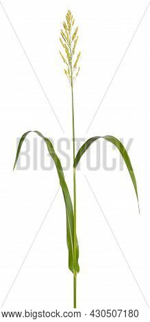 Sorghum Bicolor, Commonly Called Sorghum And Also Known As Great Millet, Durra, Jowari, Jowar Or Mil