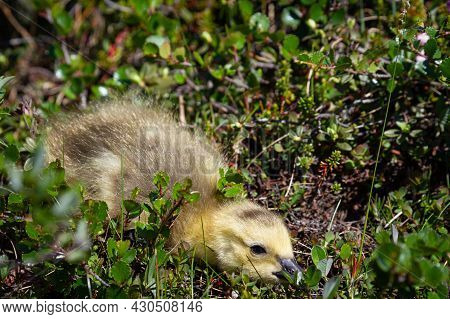 Cute Photo Of A Closeup Of A Young Gosling Hiding Among Tundra Plants