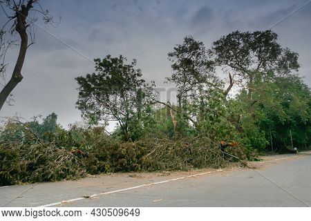 Super Cyclone Amphan Uprooted Tree Which Fell And Blocked Road Partially. The Devastation Has Made M