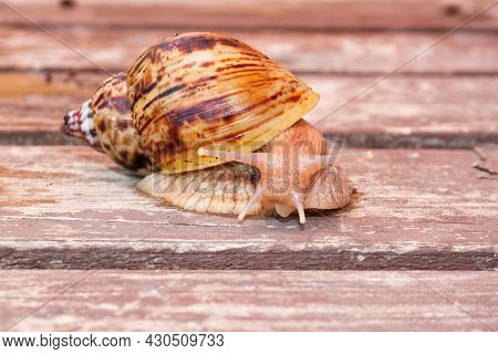 One Giant Snail Of The African Race Ahatin On A Wooden Surface.