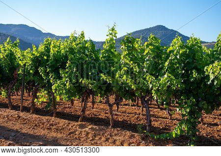 Wine Making In  Department Var In  Provence-alpes-cote D'azur Region Of Southeastern France, Vineyar