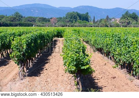 Winemaking In  Department Var In  Provence-alpes-cote D'azur Region Of Southeastern France, Vineyard
