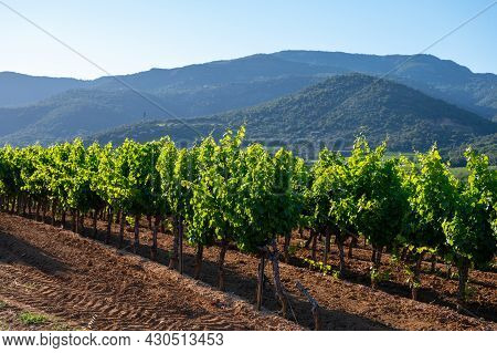 Wine Making In  Department Var In  Provence-alpes-cote D'azur Region Of Southeastern France, Vineyar