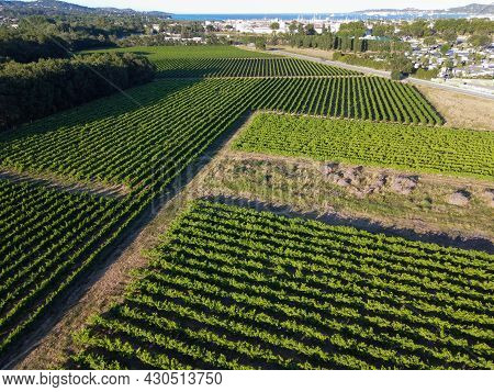 Wine Making In  Department Var In  Provence-alpes-cote D'azur Region Of Southeastern France, Vineyar