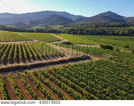 Wine Making In  Department Var In  Provence-alpes-cote D'azur Region Of Southeastern France, Vineyar