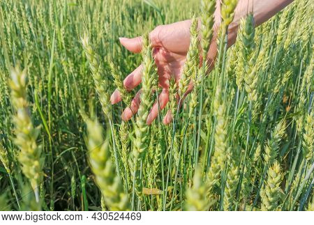 Close-up Female Hand Holds Green Ears Of Wheat On A Summer Sunny Day