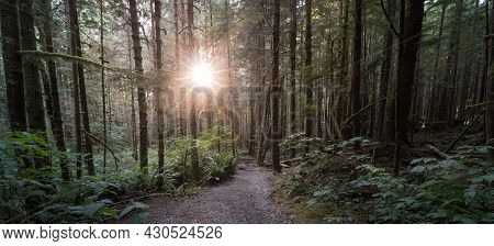 Hiking Path To Mystic Beach In The Vibrant Rainforest And Colorful Green Trees On Juan De Fuca Trail