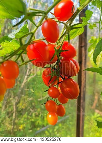 Branch With Bright Red Cherry Tomatoes Close-up On A Background Of Green Leaves On A Sunny Day