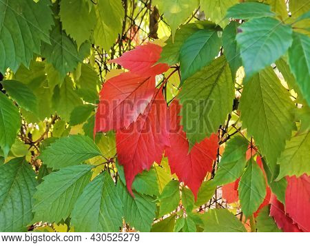 Bright Red Leaf Of Wild Grape Close-up On A Background Of Green Leaves On A Sunny Day