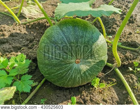 Green Pumpkin Close-up Lies On The Ground Under The Shadow Of A Large Leaf On A Sunny Day