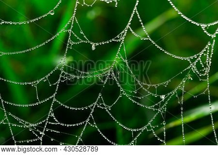 Spider Web With Dewdrops In The Early Morning On The Grass Macro Phoo