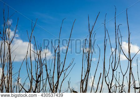 Plant Branches In The Strong Sun Of Rio Vermelho Beach, In Salvador (ba).