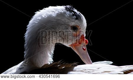 White duck standing close to the camera, domesticated wild animal, with sharp lighting and details. 