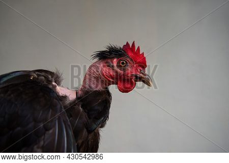 Black Color Hen With Red-colored Head On Gray Background, The Bird With Red Rooster In Macro Detail,