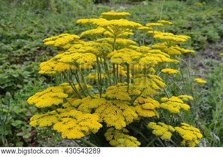 Bright Yellow Yarrow, Achillea Filipendulina Cloth Of Gold, Flowering In A Garden