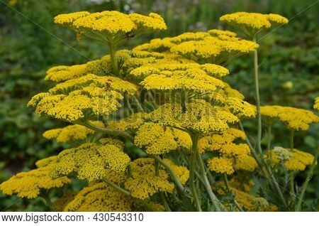 Bright Yellow Yarrow, Achillea Filipendulina Cloth Of Gold, Flowering In A Garden
